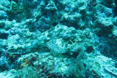 IMG_1783-.Medium
