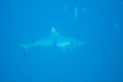 IMG_1788-.Medium