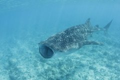 Whale_shark1-.Medium