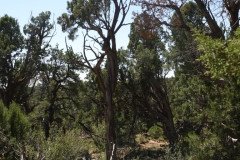 DSC02789-Medium