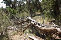 DSC02790-Medium