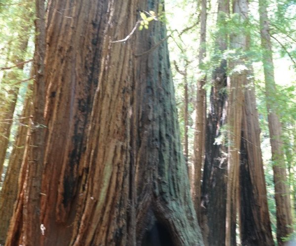 Muir Woods National Monument