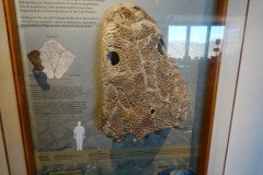 DSC00150-Medium