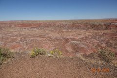 DSC02636-Medium-Medium