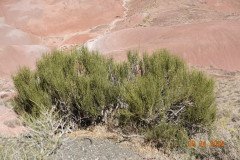 DSC02641-Medium