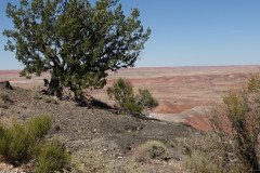 DSC02648-Medium
