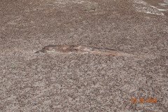DSC02670-Medium