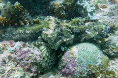 1_Alligator_fish_1658-.Medium