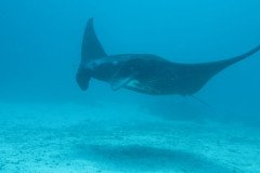 1_manta_1624-.Medium