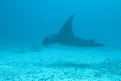 1_manta_1626-.Medium