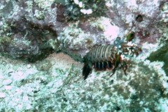 1_mantis_1550-.Medium