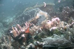 1_turtle_1598-.Medium