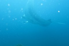 IMG_1585-.Medium