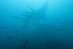 IMG_1587-.Medium