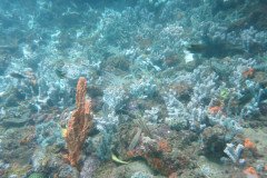 IMG_1668-.Medium