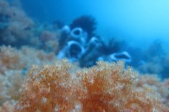 IMG_1687-.Medium