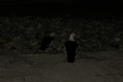IMG_1714-.Medium