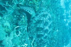 IMG_1733-.Medium