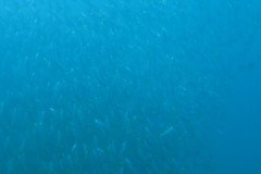 IMG_1740-.Medium