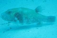 IMG_1747-.Medium