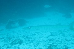IMG_1748-.Medium