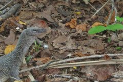 IMG_1766-.Medium