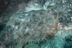 Wobbegongs-_1579-.Medium