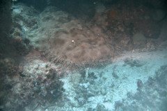 Wobbegongs-_1588-.Medium