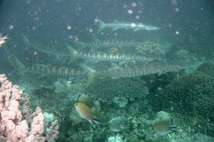 barracuda_1590-.Medium