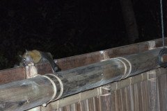bat_1602-.Medium