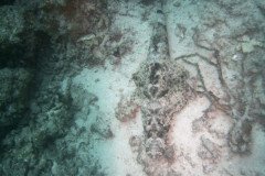 croc_fish_1572-.Medium