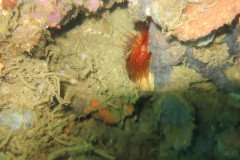 fire_clam_1673-.Medium