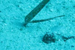 leaf_fish_1751-.Medium