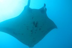 manta_1642-.Medium