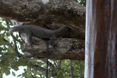 monitor_lizzaed_1768-.Medium