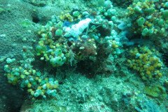 nudi_branc_1689-.Medium