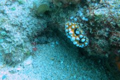 nudi_branc_1690-.Medium