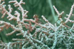 pygmy_sea_horse_1543-.Medium