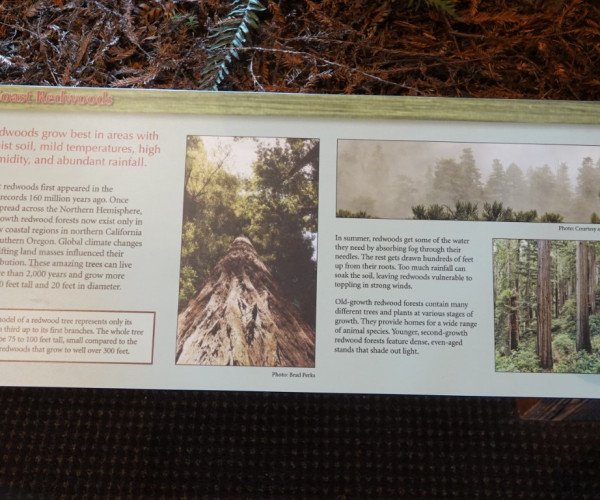 Redwood National and State Parks
