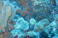 IMG_0323-.Medium