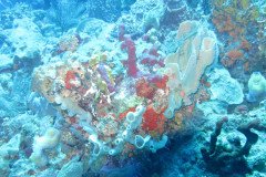 IMG_0324-.Medium