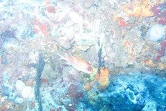 IMG_0325-.Medium
