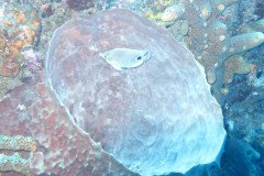 IMG_0326-.Medium