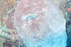 IMG_0327-.Medium