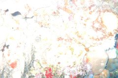 IMG_0328-.Medium