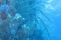 IMG_0329-.Medium
