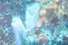 IMG_0330-.Medium