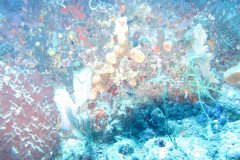 IMG_0331-.Medium
