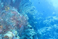 IMG_0332-.Medium