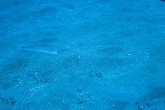 IMG_0333-.Medium